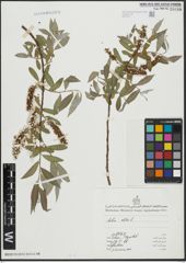 Foto von Salix alba L.